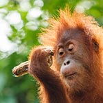 orang outan borneo